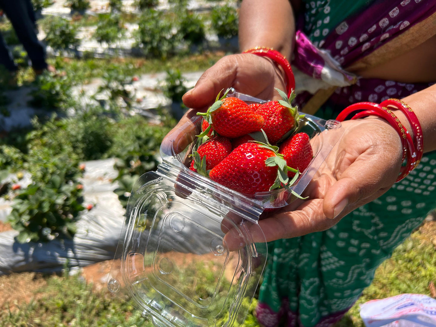 Organically grown Strawberry