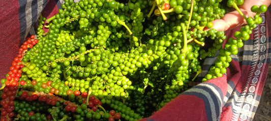 Organic Black Pepper